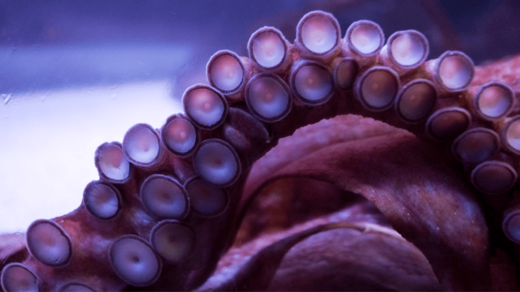 Cosplay and Kink: A Beginner’s Guide to Fantasy Play